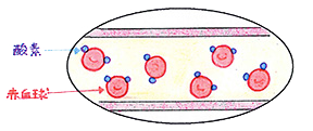 通常の大気圧下の血管内では…